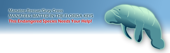 Manatees Matter in the Florida Keys