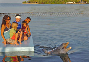 Dolphin Daycation