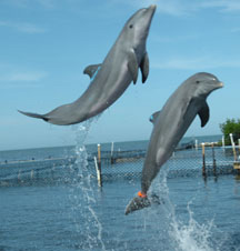 Dolphin Tracker