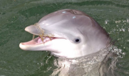 Adopt a dolphin through your business