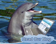 Read our dolphin blog