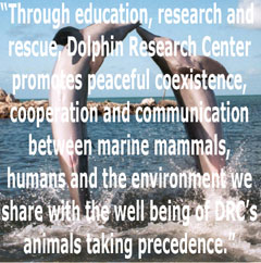 dolphin education