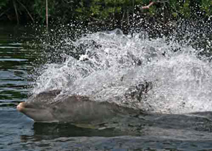 Dolphin swimming