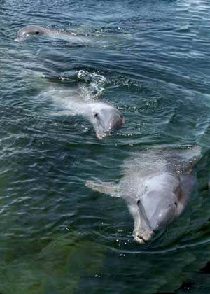 Dolphin mom and baby