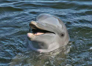 Dolphin smiling!