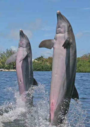 2 dolphins jumping