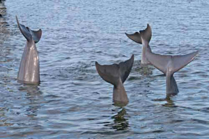 4 dolphin tails
