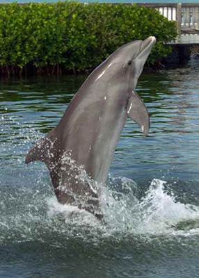 dolphin jumping
