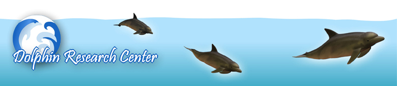 Swim with dolphins