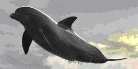 Membership keeps our dolphins flying high!