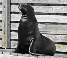 Adopt this handsome sea lion