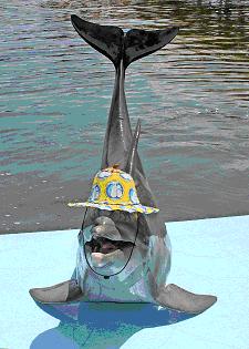 Join the Dolphin Society and smile
