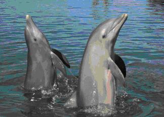 The Dolphin Society membership dance