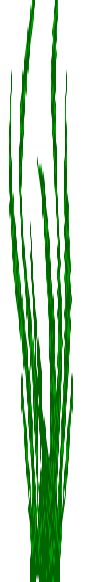 sea grass