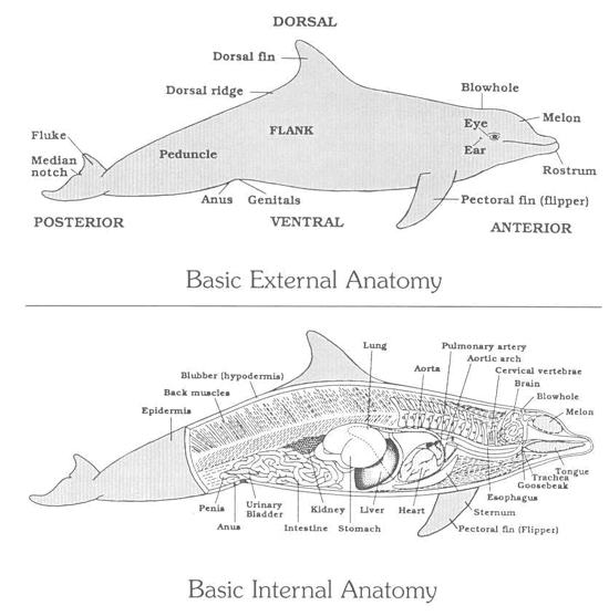 anatomy of a dolphin
