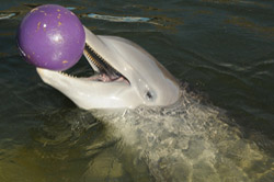 Calusa