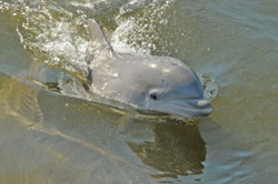 Flagler
