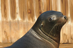 Lina