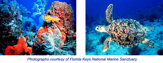 Photos Courtesy Florida Keys National Marine Sanctuary.