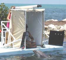 The dolphin trainer cannot influence the choice