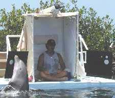 The dolphin is asked to find &ldquo;two&rdquo; rocks