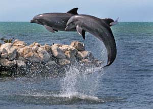 Father and son dolphins