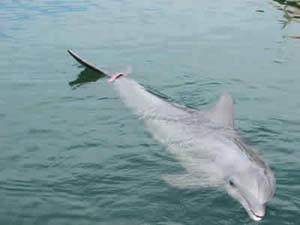 A tracking band on a dolphin&rsquo;s tail