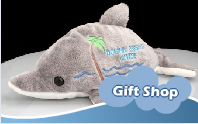 Give a dolphin gift