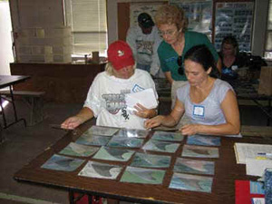 Discovering dolphins, teachers curriculum