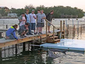 Dolphin day trips