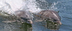 2 dolphins swimming